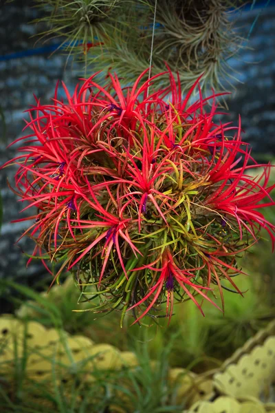 Tillandsia czerwony. — Zdjęcie stockowe