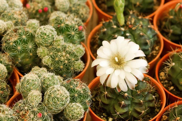 Cactus flor planta . — Fotografia de Stock