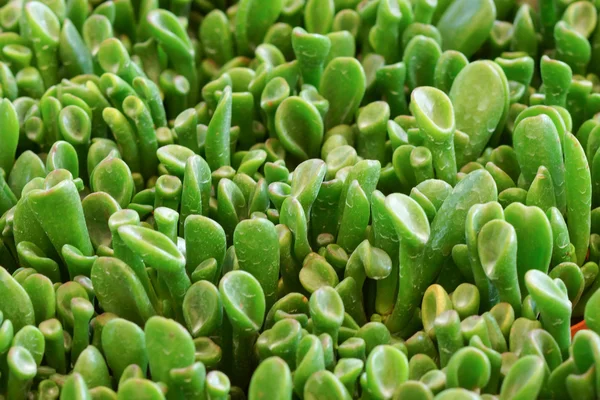 Planta do deserto de cacto . — Fotografia de Stock