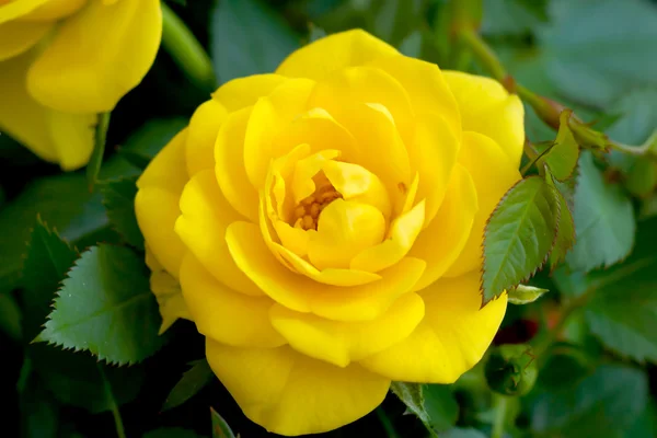Żółty kwiat róży — Zdjęcie stockowe