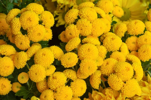 Colorful chrysanthemums — Stock Photo, Image