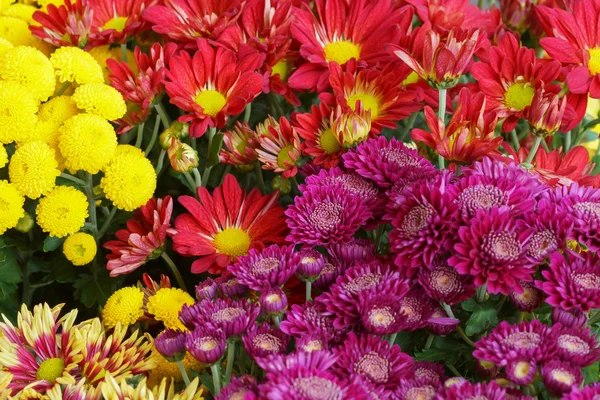 Colorful chrysanthemums — Stock Photo, Image