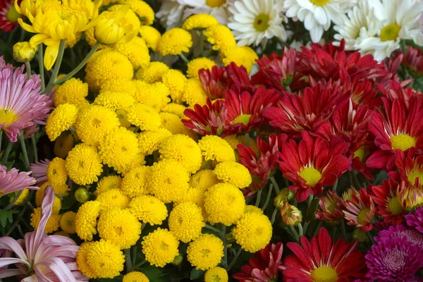 Colorful chrysanthemums — Stock Photo, Image