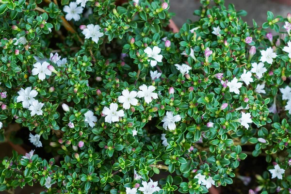 Маленькие белые цветы на дереве — стоковое фото
