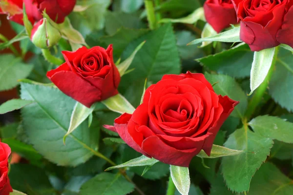 Rosa roja flor —  Fotos de Stock