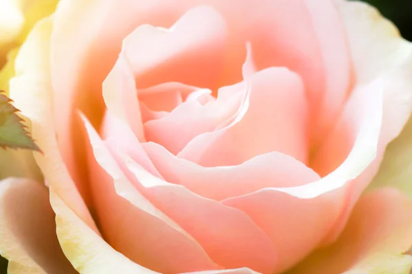 Rose flower — Stock Photo, Image