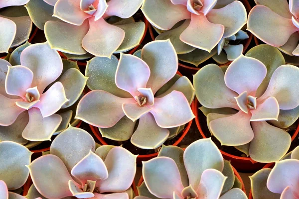 Cactus planta del desierto . —  Fotos de Stock