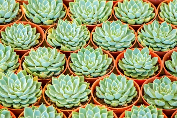 Cactus desert plant. — Stock Photo, Image