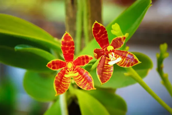 Hermosa flor de orquídea . — Foto de Stock