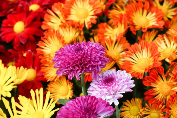Crisantemi colorati — Foto Stock