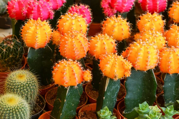 Pianta desertica del cactus . — Foto Stock
