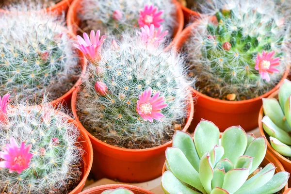 Cactus flor planta . —  Fotos de Stock