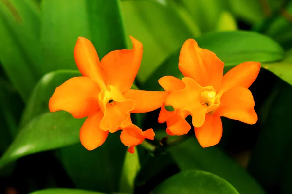 Bela flor de orquídea laranja . — Fotografia de Stock