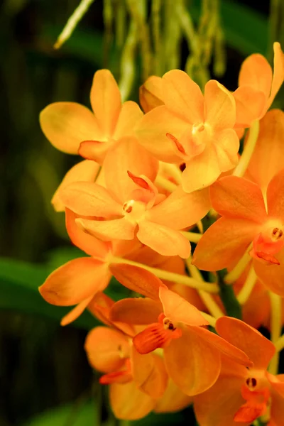 Beautiful orange orchid flower. — Stock Photo, Image