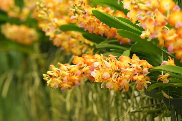 Bela flor de orquídea . — Fotografia de Stock