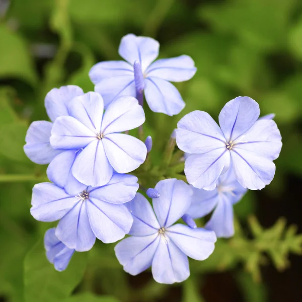 케이프 leadwort 화이트 plumbago — 스톡 사진