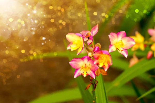 Bellissimo fiore di orchidea . — Foto Stock