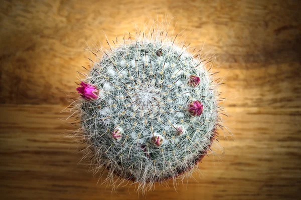 Cactus on wood background. — Stock Photo, Image