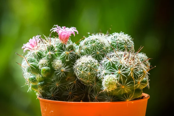 Cactus ökenväxt. — Stockfoto