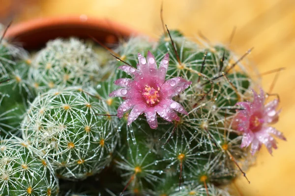 Cactus ökenväxt. — Stockfoto