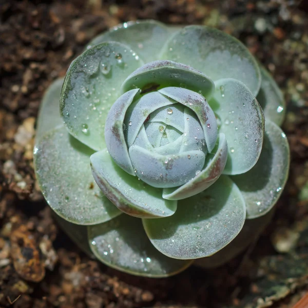 Pustynia roślina kaktusa. — Zdjęcie stockowe