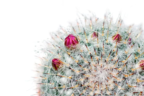 Cactus desert plant. — Stock Photo, Image