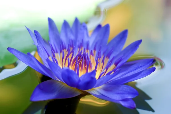 Close up of violet waterlily flower. — Stock Photo, Image