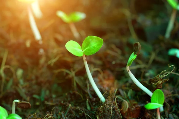 Close up of seedlings — Stock Photo, Image