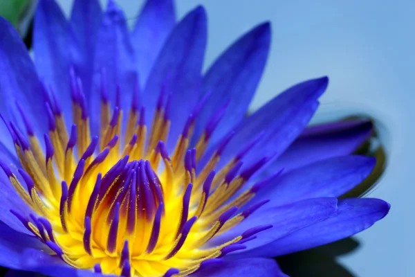 Close up van violet waterlily bloem. — Stockfoto