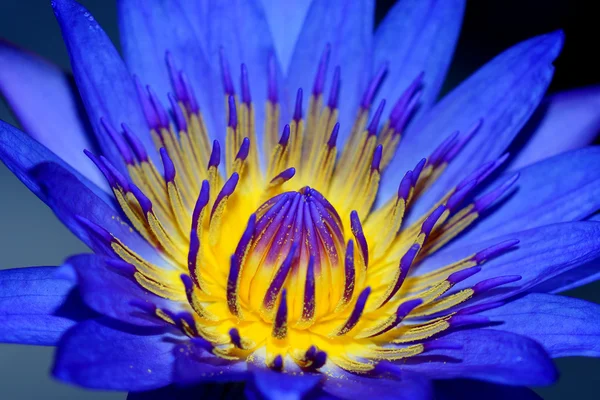 Virág lila tavirózsa közelről. — Stock Fotó