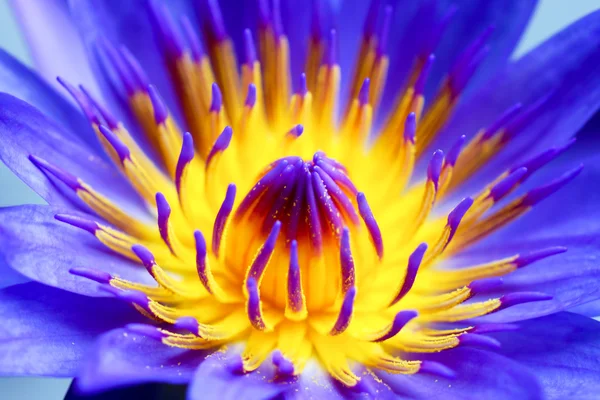 Virág lila tavirózsa közelről. — Stock Fotó