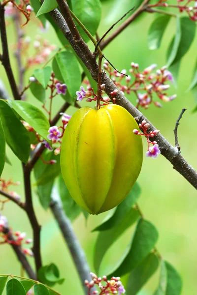 Frutto di mela stellato crudo su albero . — Foto Stock