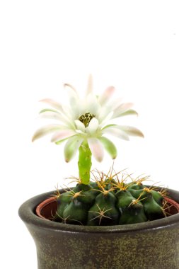 çöl kaktüsü tesisi.