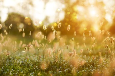 Bahçedeki çimen çiçek.