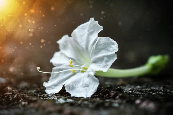 Bílé květy. — Stock fotografie
