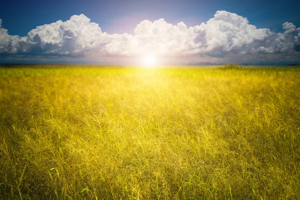 Bloem gras en zon licht. — Stockfoto