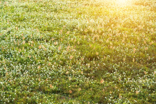 Hierba de flores en el jardín . —  Fotos de Stock