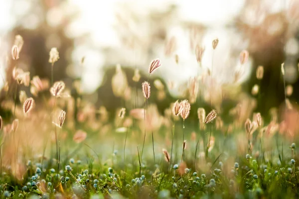 Bloem gras in de tuin. — Stockfoto