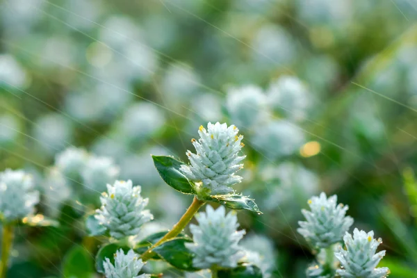 Flower grass in the garden. — Stock Photo, Image