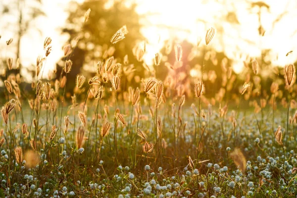 Herbe florale dans le jardin et coucher de soleil — Photo