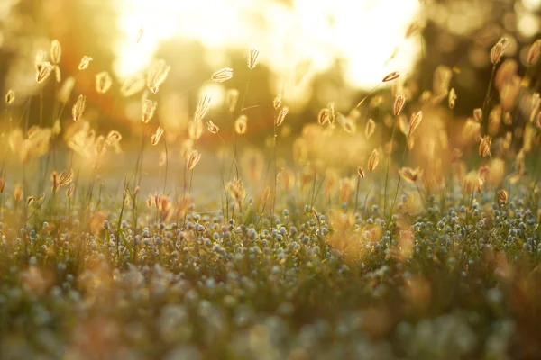 Bloem gras in de tuin. — Stockfoto