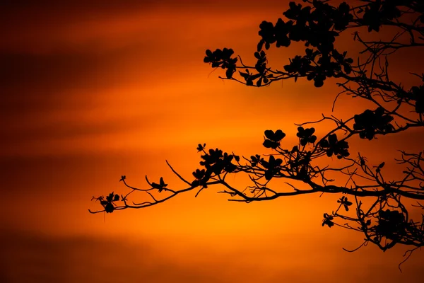 Galhos de árvore no fundo laranja — Fotografia de Stock
