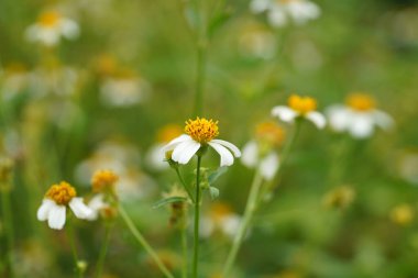Dilencinin kenesini, süpürge sapını, İspanyol iğne çiçeğini kapat. (Bilimsel adı Bidens pilosa)