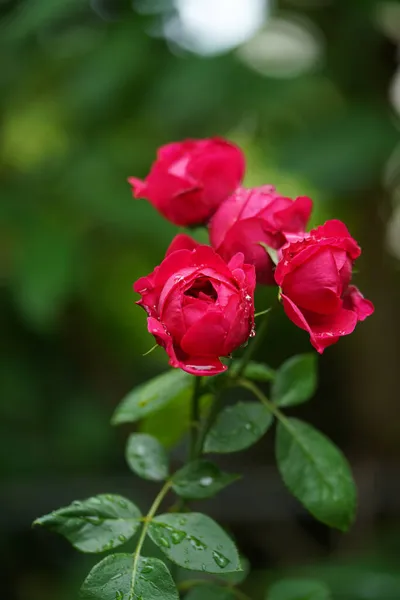 Rotes Tuch Aus Nächster Nähe — Stockfoto