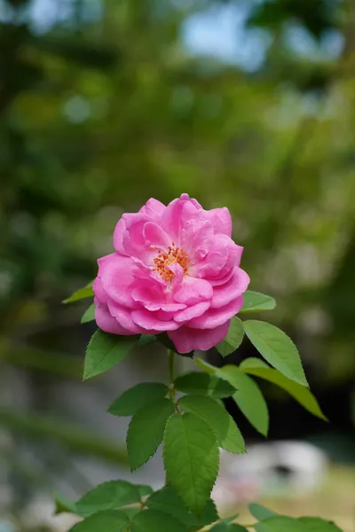 以模糊的背景为背景的大明月桂花粉红特写 科学名称Rosa Damascena — 图库照片