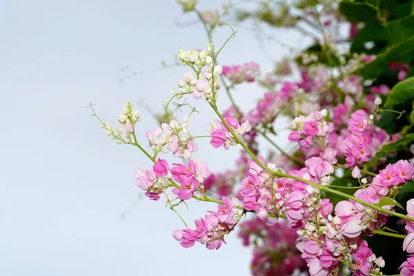 Close Mexican Creeper Flower Scientific Name Antigonon Leptopus — Stock Photo, Image