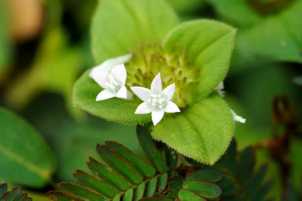 Κοντινό Πλάνο Spermacoce Latifolia Λουλούδι Θαμπάδα Φύλλο — Φωτογραφία Αρχείου