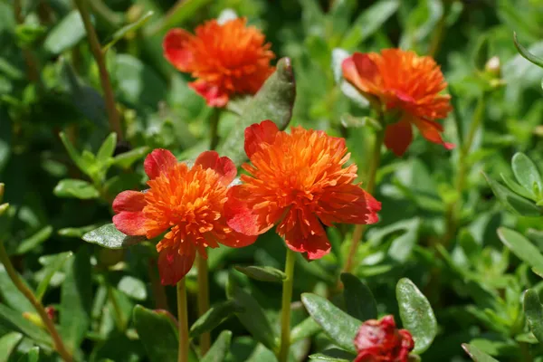 Крупним Планом Квітка Портулаки Наукова Назва Portulaca Oleracea — стокове фото