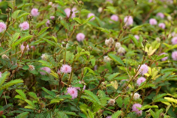 Nahaufnahme Von Empfindlichen Pflanzenblüten Und Blättern Mit Unscharfem Hintergrund Wissenschaftlicher — Stockfoto