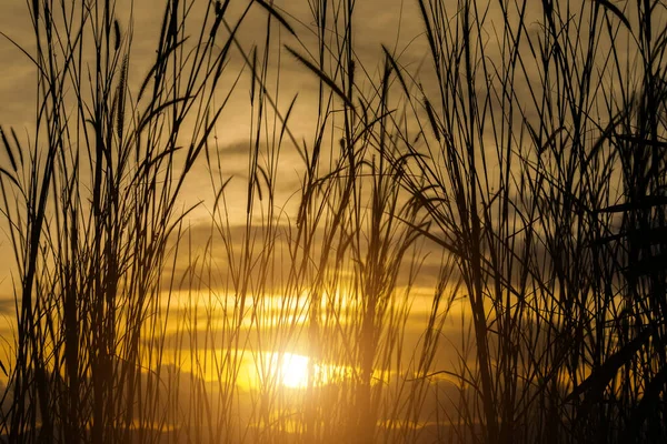 Silueta Hierba Con Fondo Luz Solar — Foto de Stock